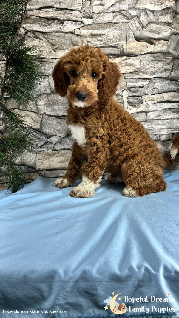 Mr. Captain the F1BB Mini-Goldendoodle (Crate Trained) - Image 4