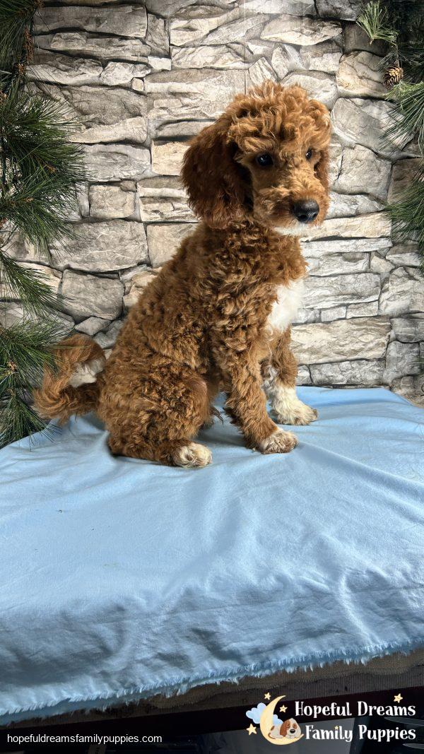 Mr. Captain the F1BB Mini-Goldendoodle (Crate Trained) - Image 3