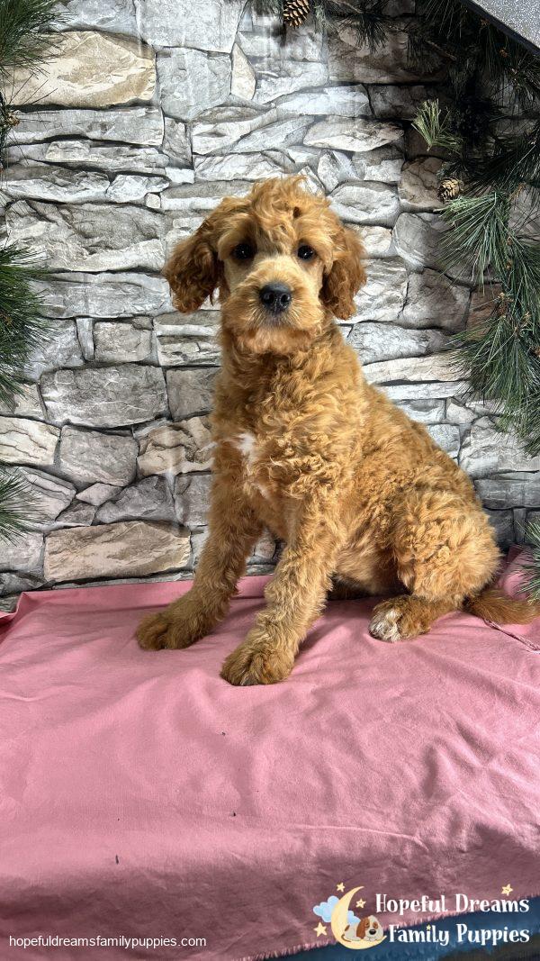Ms. Lucy the F1 Mini-Goldendoodle (In Extensive Puppy Training) - Image 5
