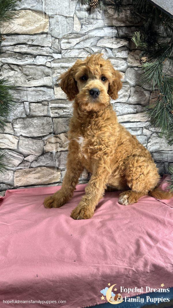 Ms. Lucy the F1 Mini-Goldendoodle (In Extensive Puppy Training)