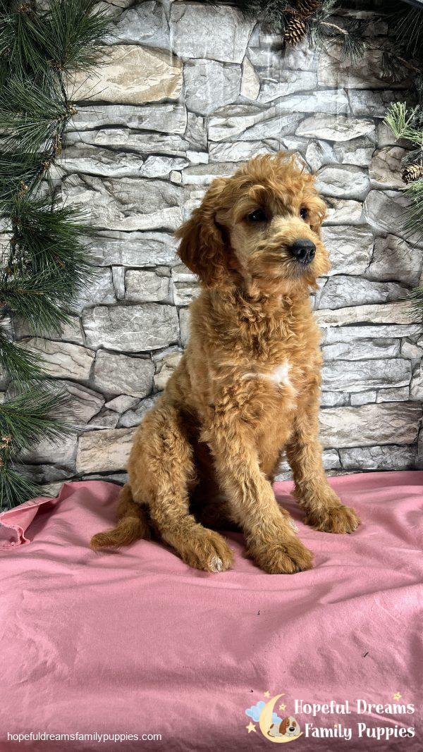 Ms. Lucy the F1 Mini-Goldendoodle (In Extensive Puppy Training) - Image 3
