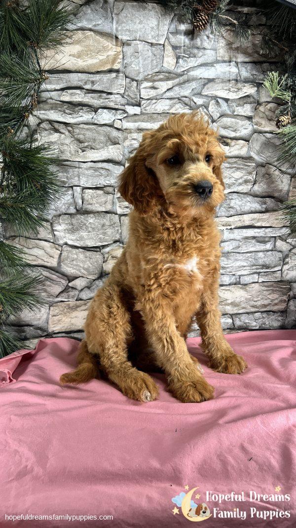 Ms. Lucy the F1 Mini-Goldendoodle (In Extensive Puppy Training) - Image 2