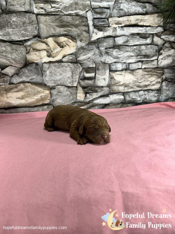 Mr. Whylie The Cavapoo - Image 3