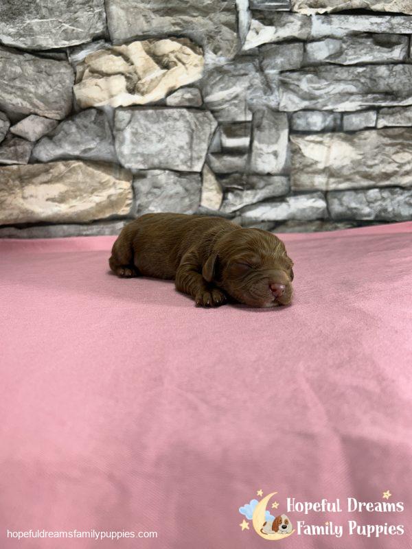 Mr. Whylie The Cavapoo - Image 4