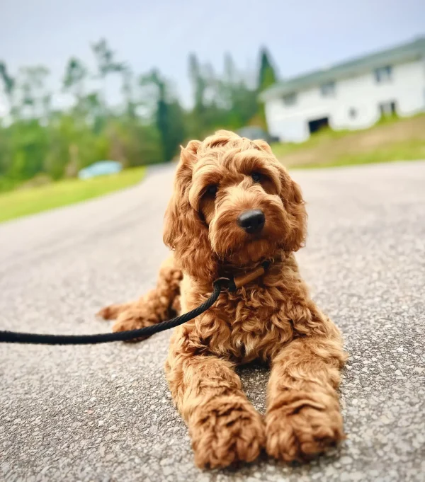Ms. Lucy the F1 Mini-Goldendoodle (In Professional Puppy Training)