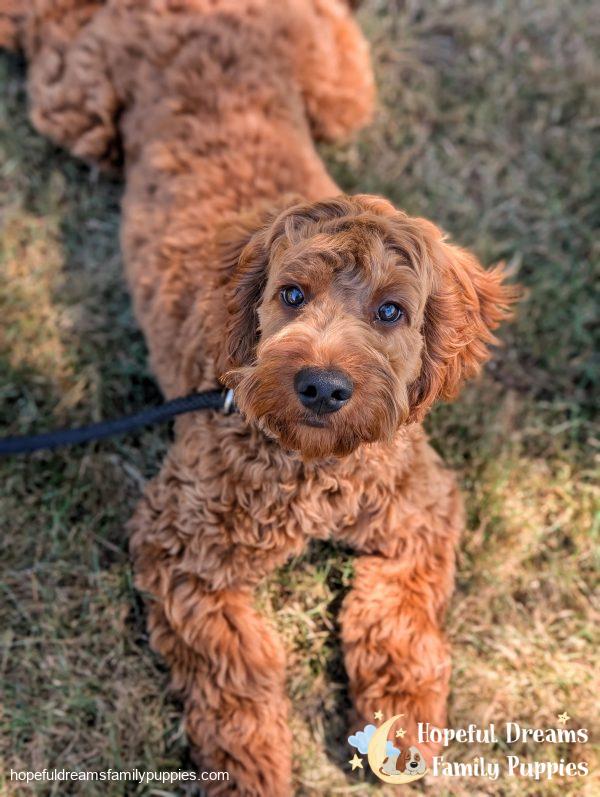Mr. Truffle the Cockapoo (In Professional Puppy Training) - Image 2