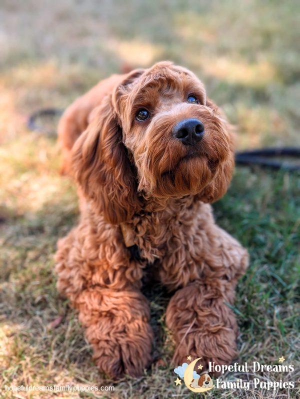 Mr. Truffle the Cockapoo (In Professional Puppy Training)