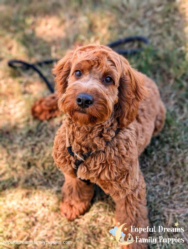 Mr. Truffle the Cockapoo (In Professional Puppy Training) - Image 4