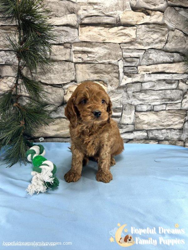 Mr. Tucker the Cockapoo