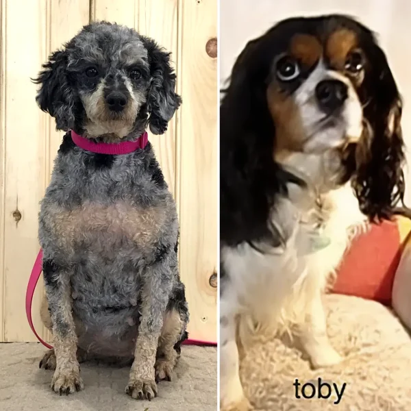 New Cavapoo Litter from Twilight & Toby - Coming April 15th!