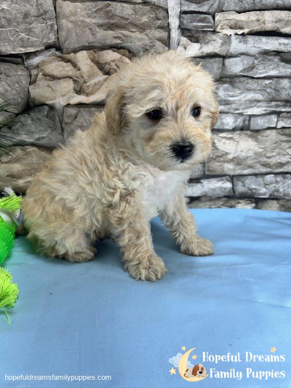 Mr. Cocoa the Schnoodle