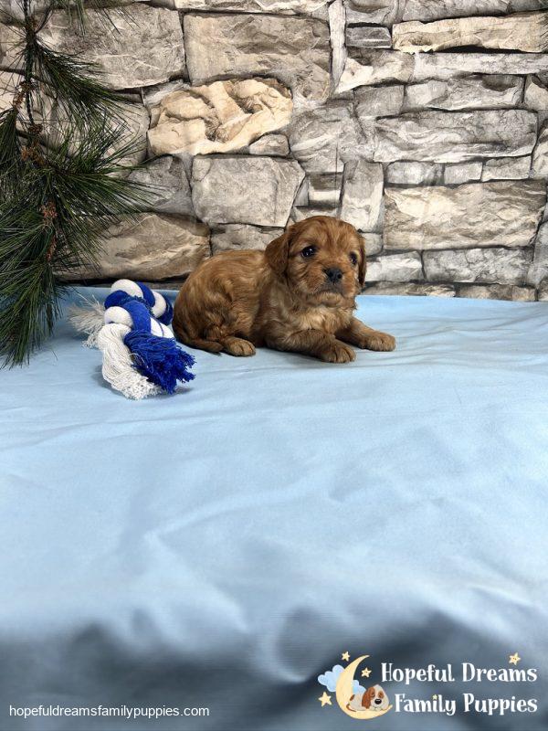 Mr. Duke the Cavapoo