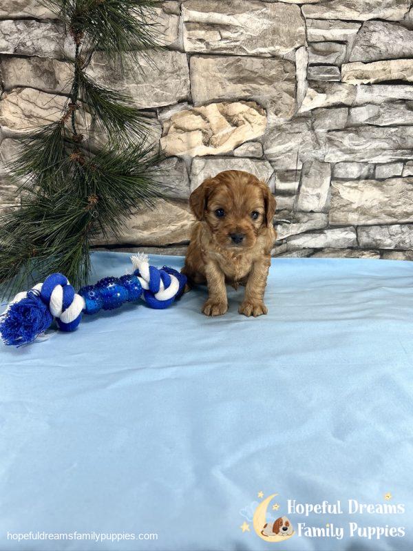Mr. Duke the Cavapoo - Image 3