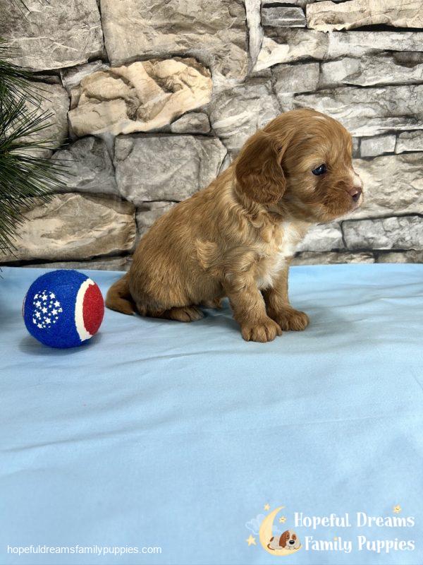Mr. Dasher the Cavapoo - Image 4