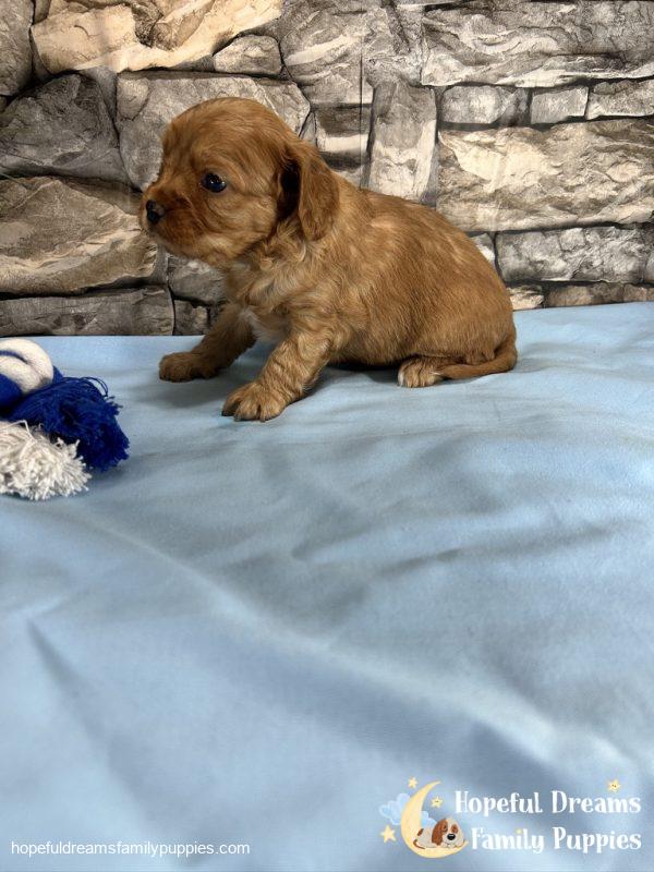 Mr. Dover the Cavapoo - Image 4