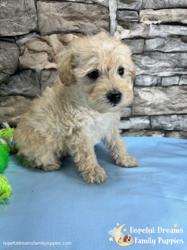 Mr. Cocoa the Schnoodle - Image 3