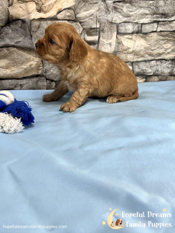 Mr. Dover the Cavapoo - Image 5