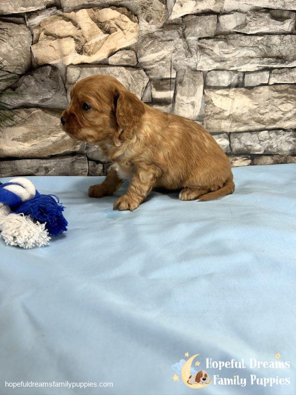 Mr. Dover the Cavapoo