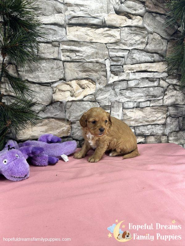 Ms. Darling the Cavapoo - Image 4
