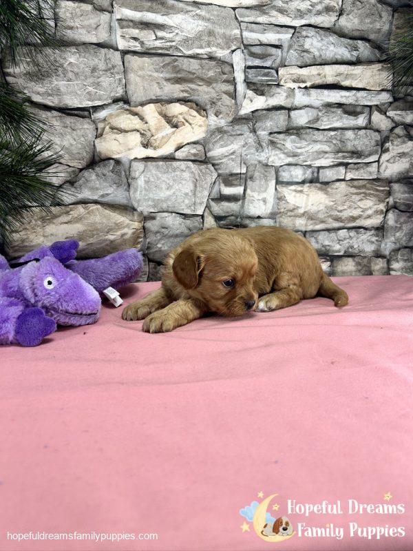 Ms. Darling the Cavapoo