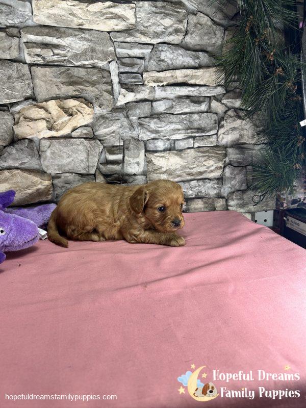 Ms. Darling the Cavapoo - Image 5