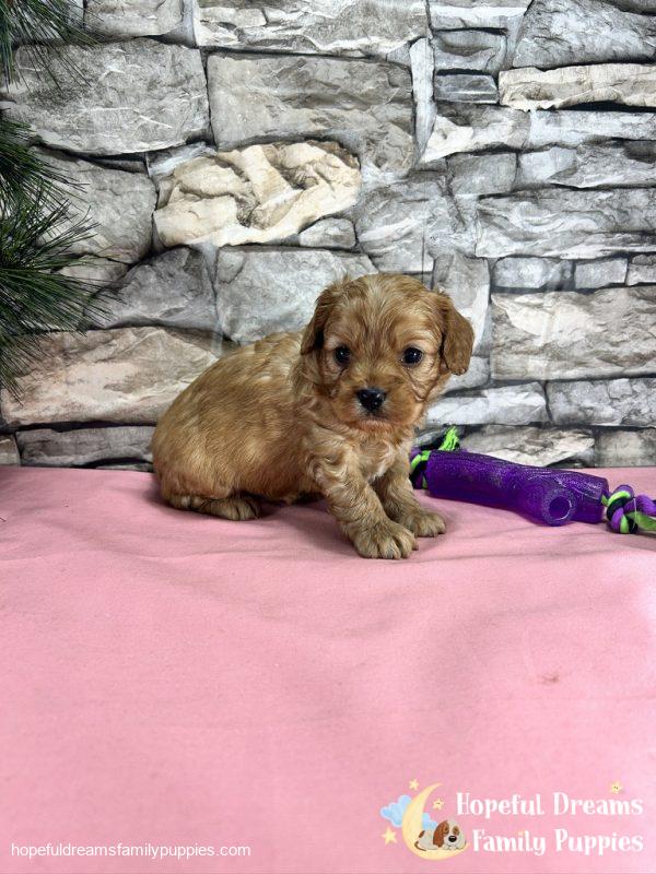 Ms. Daisy the Cavapoo - Image 3
