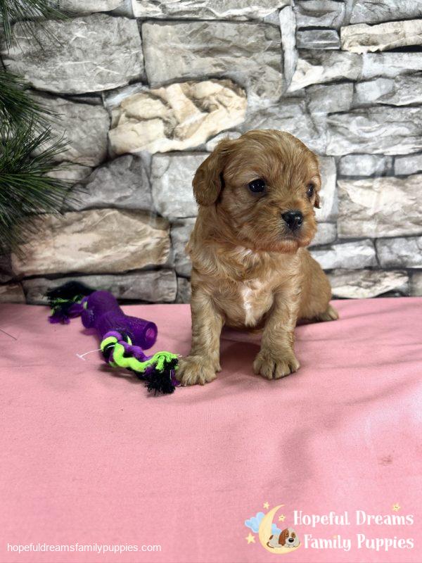 Ms. Daisy the Cavapoo