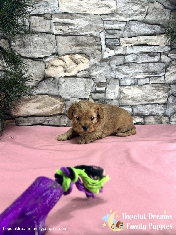 Ms. Daisy the Cavapoo - Image 4