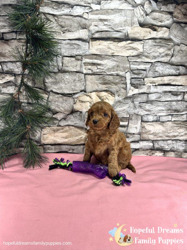 Ms. Tia the Cockapoo - Image 2