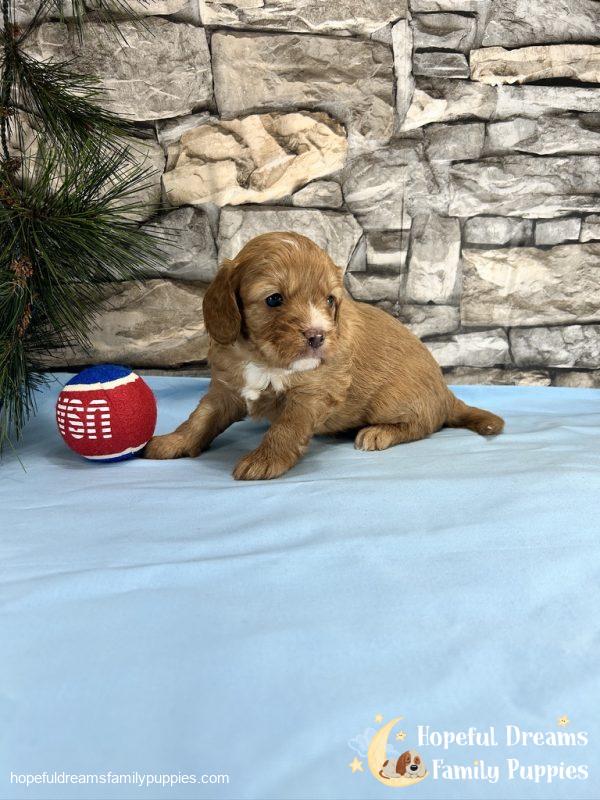 Mr. Dasher the Cavapoo - Image 5