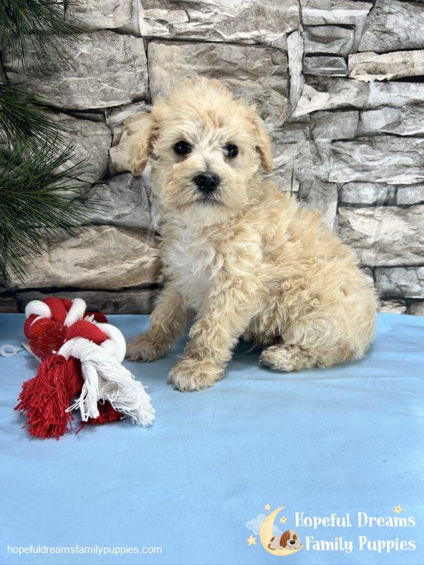 Mr. Creamer the Schnoodle