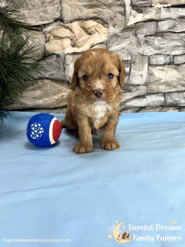Mr. Dasher the Cavapoo