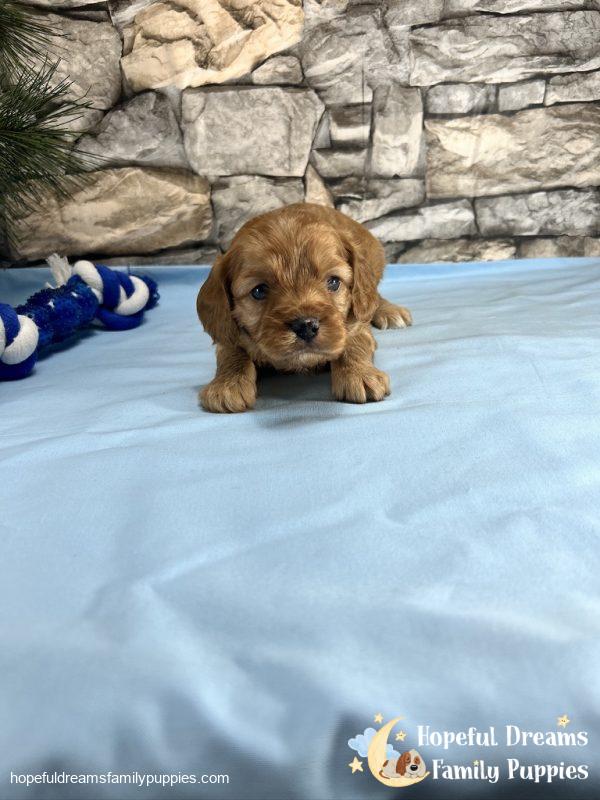 Mr. Dover the Cavapoo - Image 7