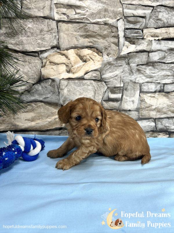 Mr. Duke the Cavapoo - Image 5