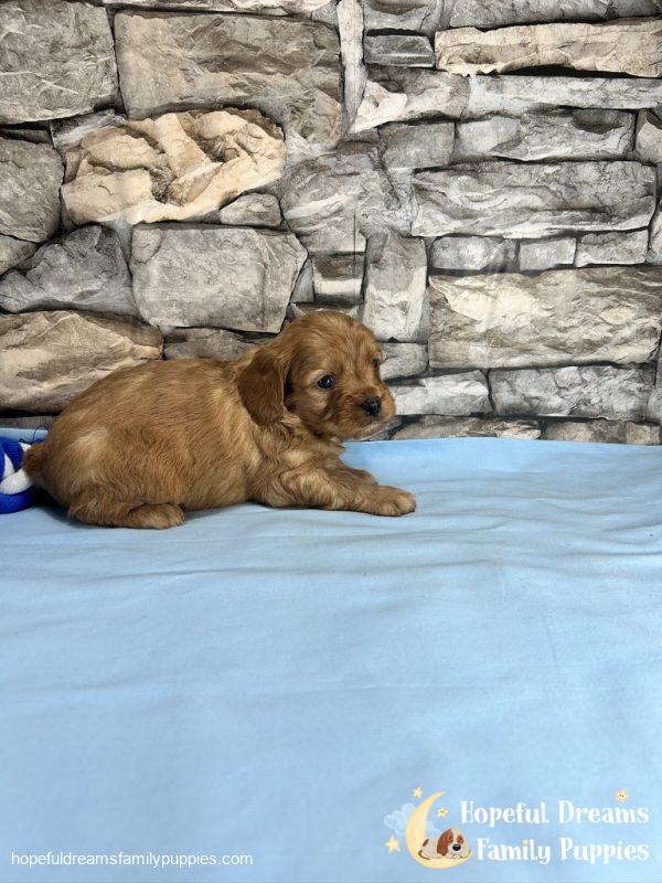 Mr. Dover the Cavapoo - Image 8