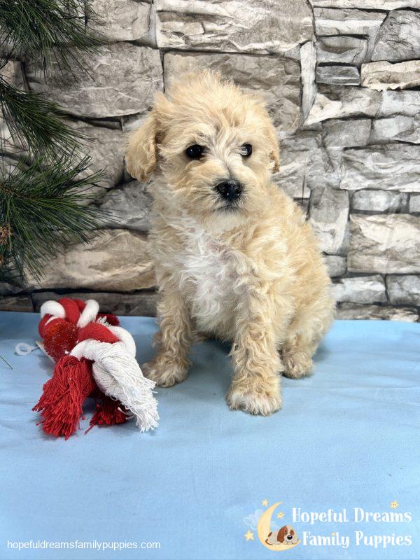 Mr. Creamer the Schnoodle - Image 2