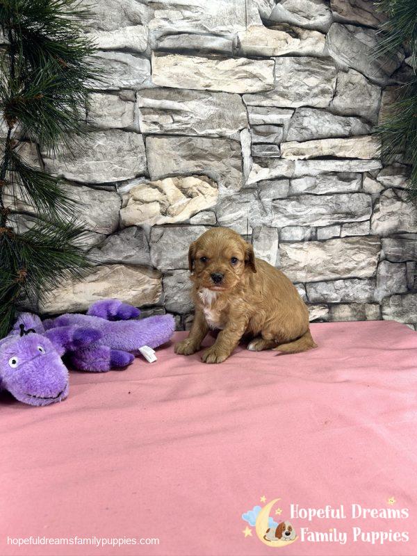 Ms. Darling the Cavapoo - Image 6