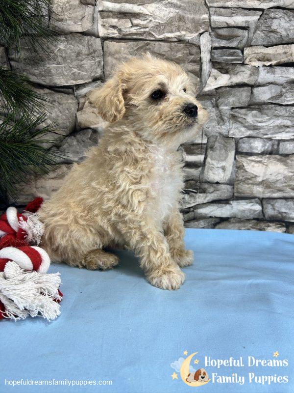 Mr. Creamer the Schnoodle - Image 3