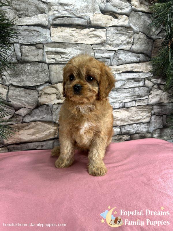 Ms. Daisy the Cavapoo - Image 2