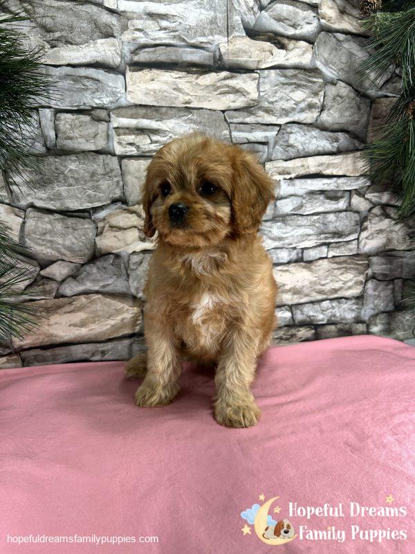 Ms. Daisy the Cavapoo - Image 5