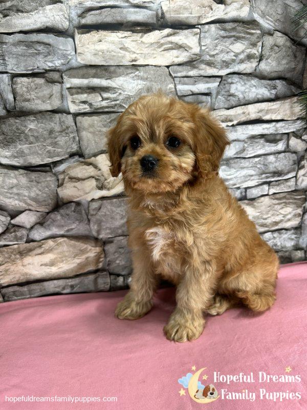 Ms. Daisy the Cavapoo