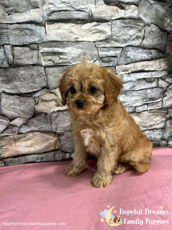 Ms. Daisy the Cavapoo - Image 3