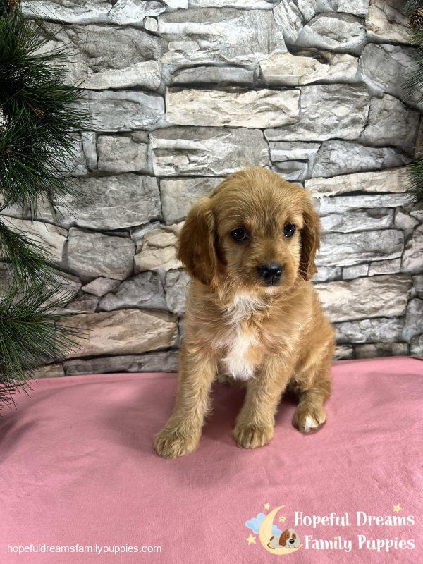 Ms. Darling the Cavapoo - Image 2