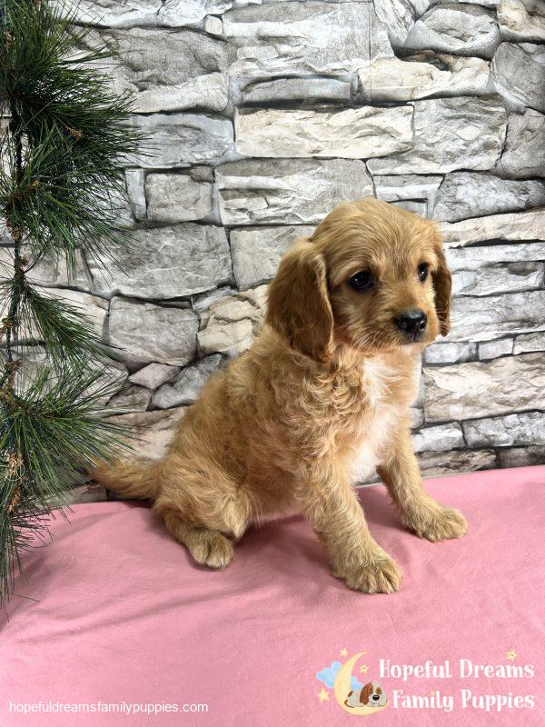 Ms. Darling the Cavapoo - Image 5