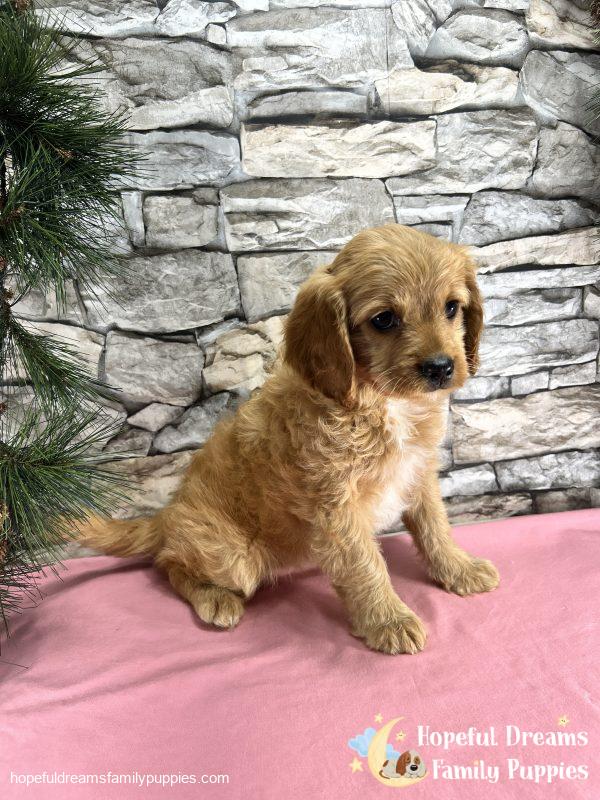 Ms. Darling the Cavapoo - Image 4