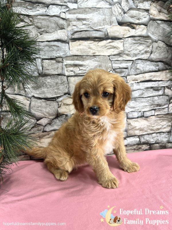 Ms. Darling the Cavapoo - Image 3