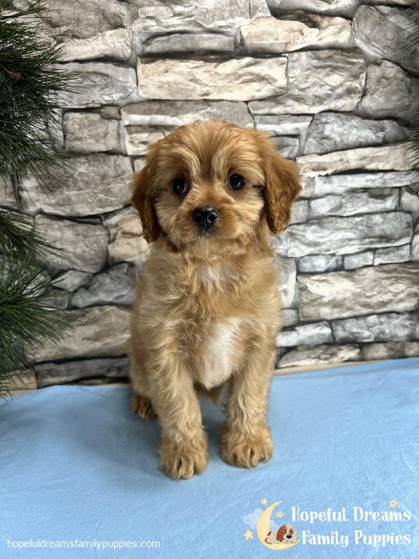 Mr. Dover the Cavapoo - Image 6