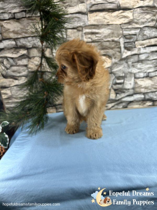 Mr. Dover the Cavapoo - Image 5