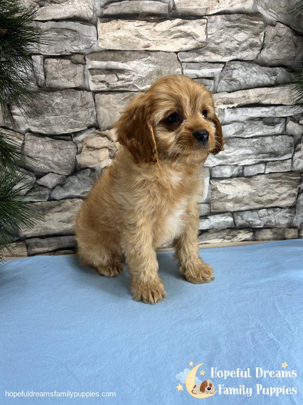Mr. Dover the Cavapoo