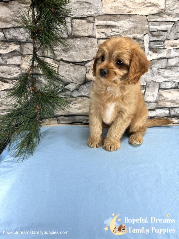 Mr. Dover the Cavapoo - Image 3